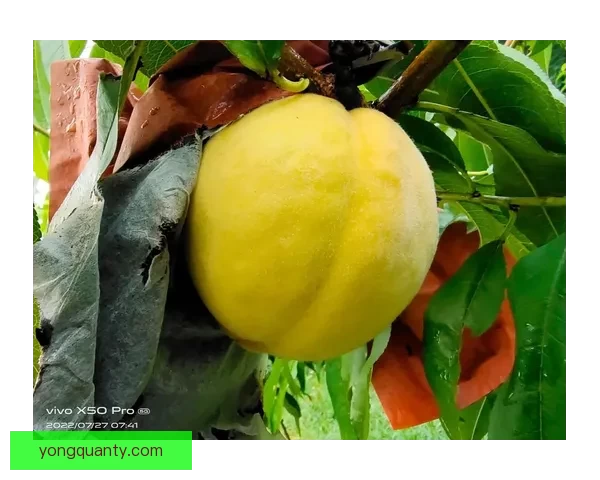 9612黄桃免费进入，这背后的商机与福利你知道吗？ 